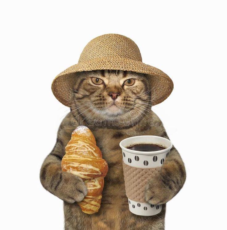 Original pet photo