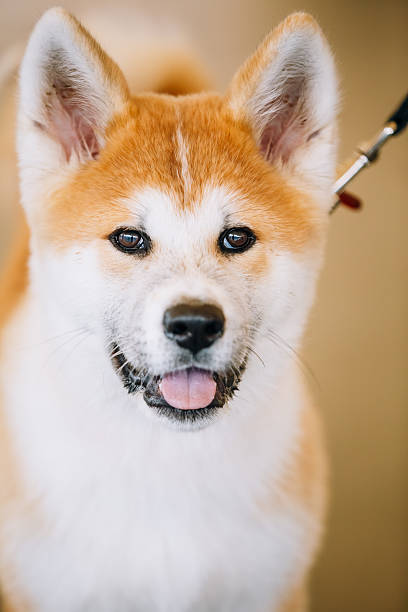 Original pet photo