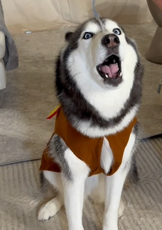 Meeka - original photo