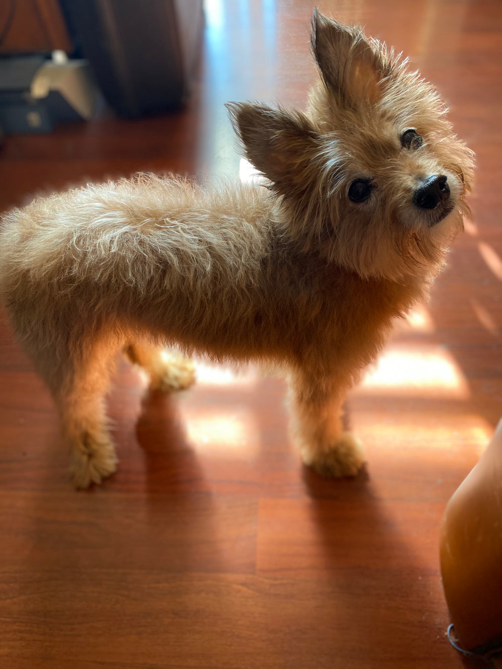 Mochi the dog - original photo