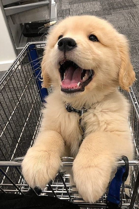puppy - original photo