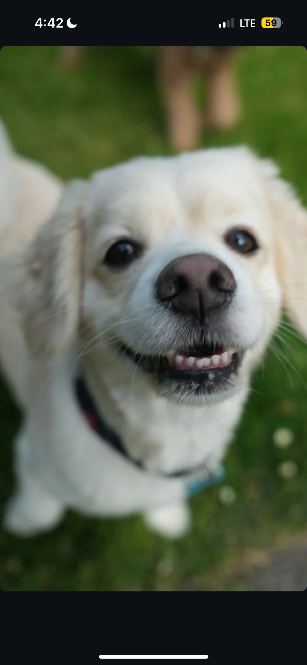 Original pet photo