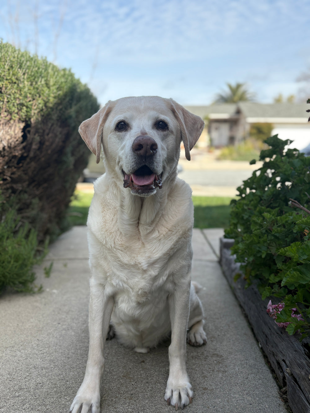 Buster  - original photo