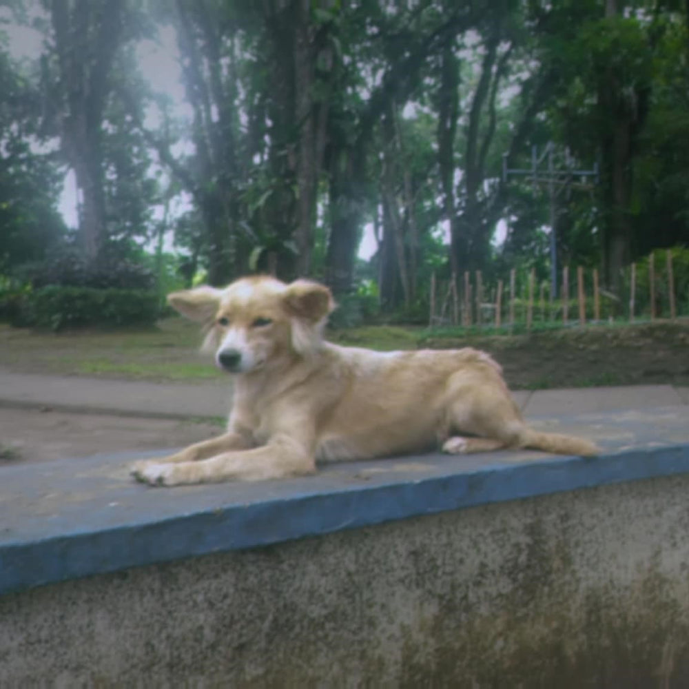 Original pet photo