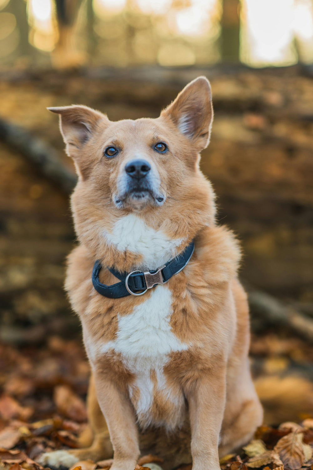 brownie - original photo