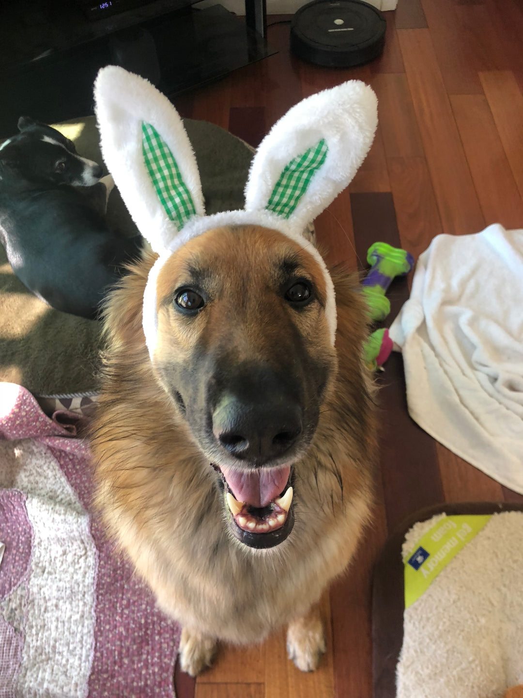 Bunny - original photo