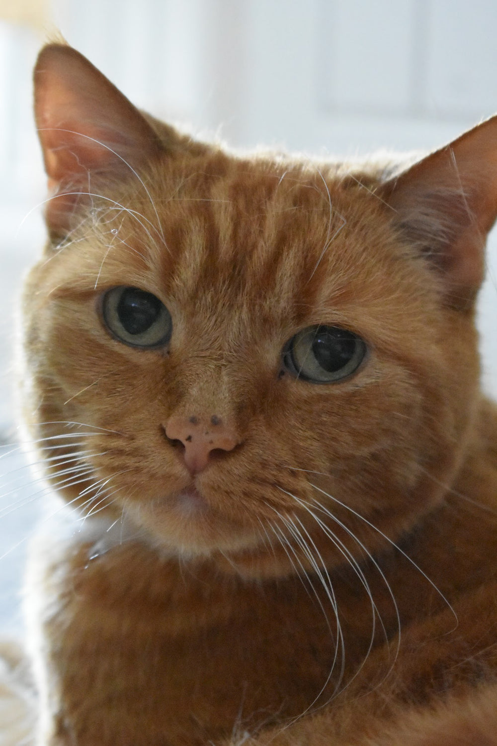 Original pet photo