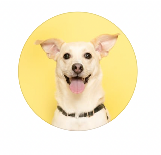 Adorable Pup - original photo