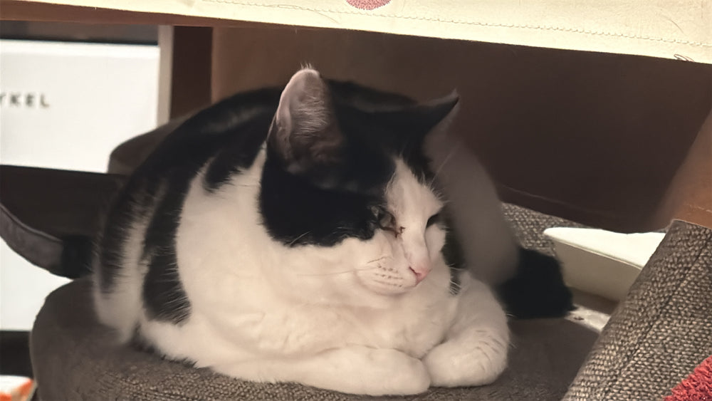 Original pet photo