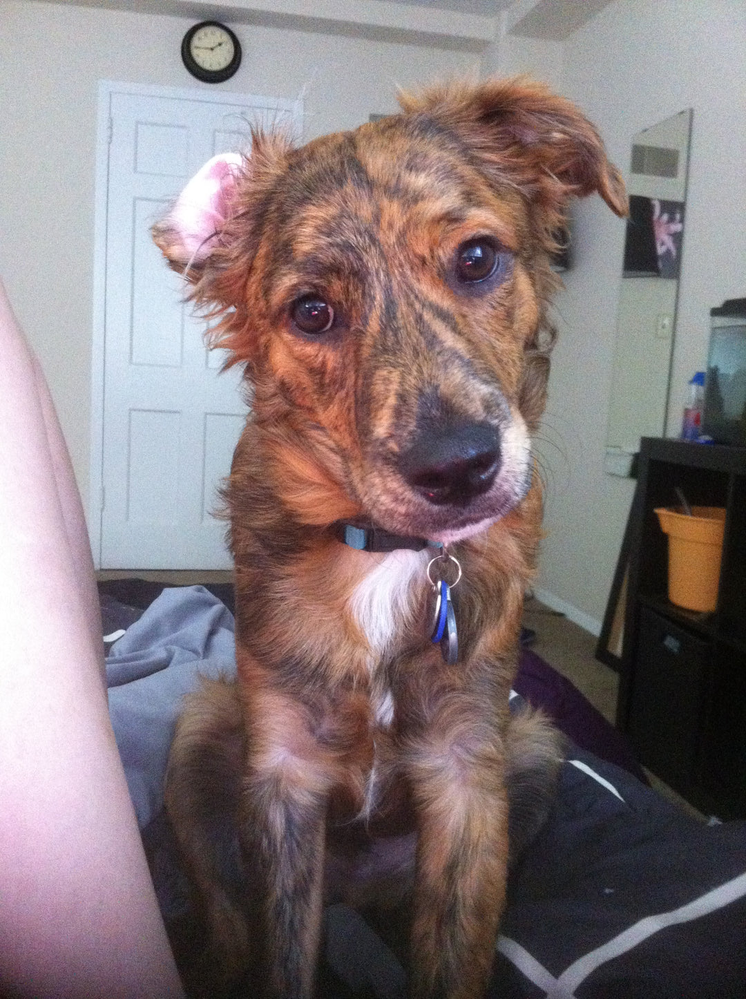 Original pet photo