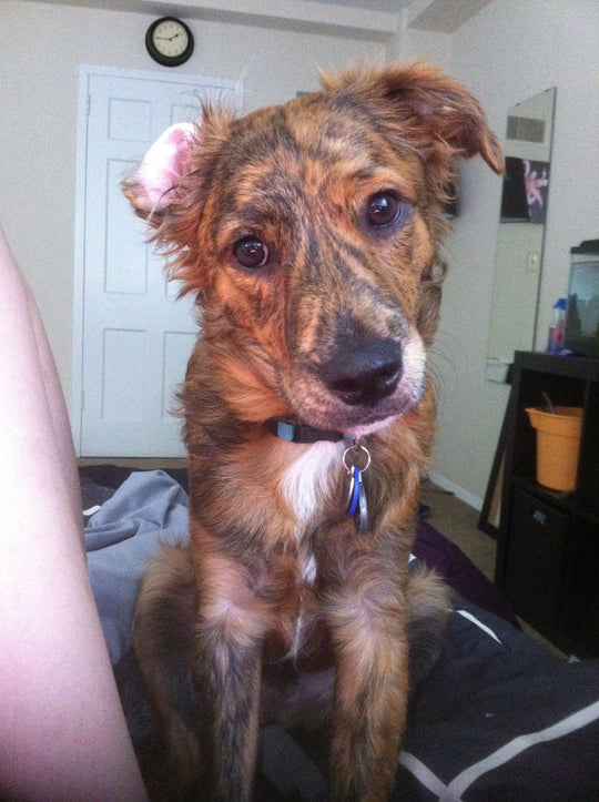 Original pet photo