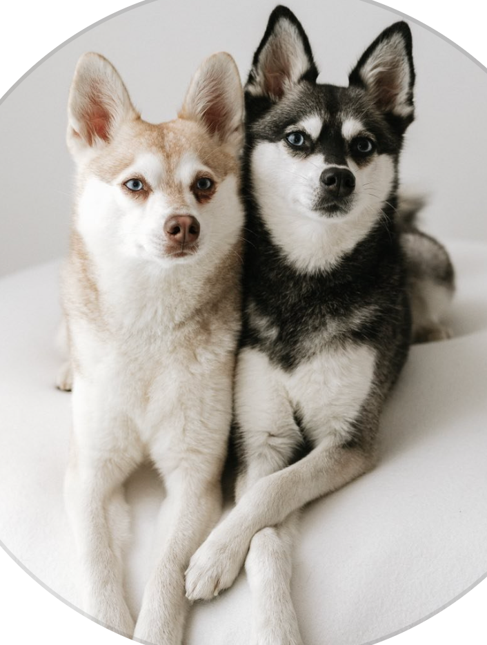 Skye and Copper - original photo