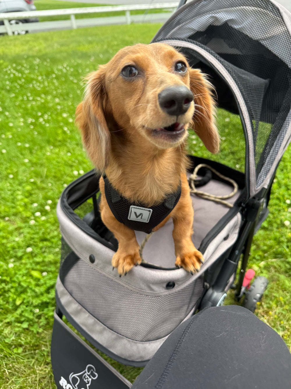 Tobi - original photo