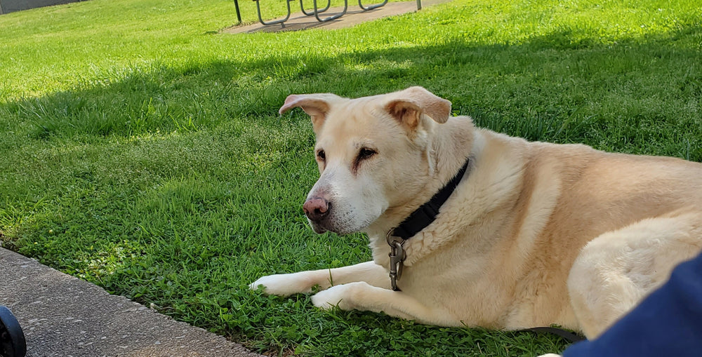 Buddy - original photo