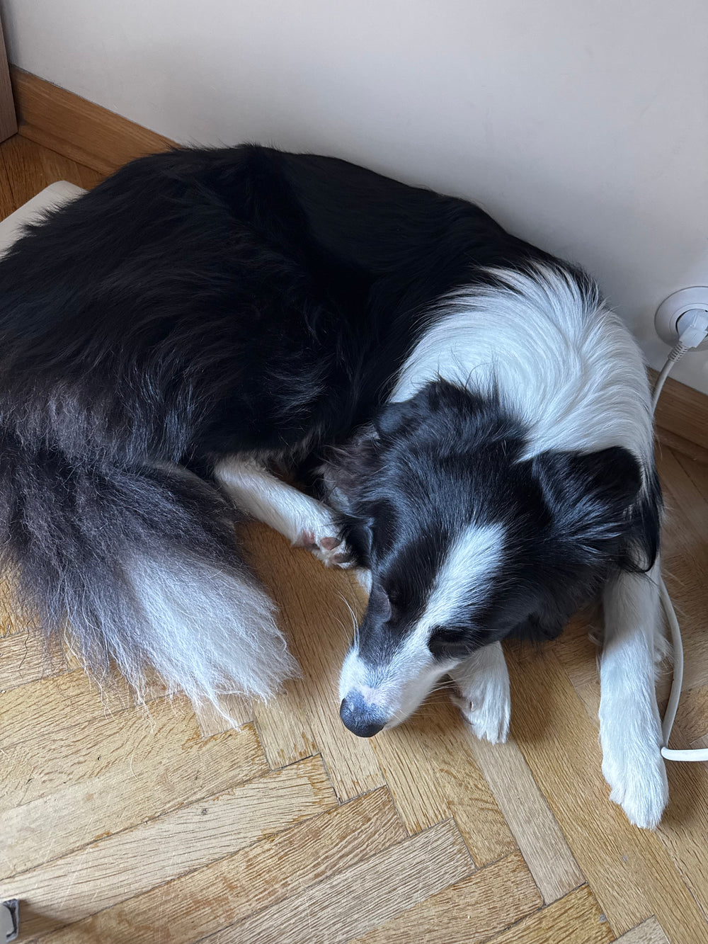 Dog - original photo