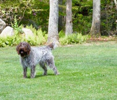 Original pet photo