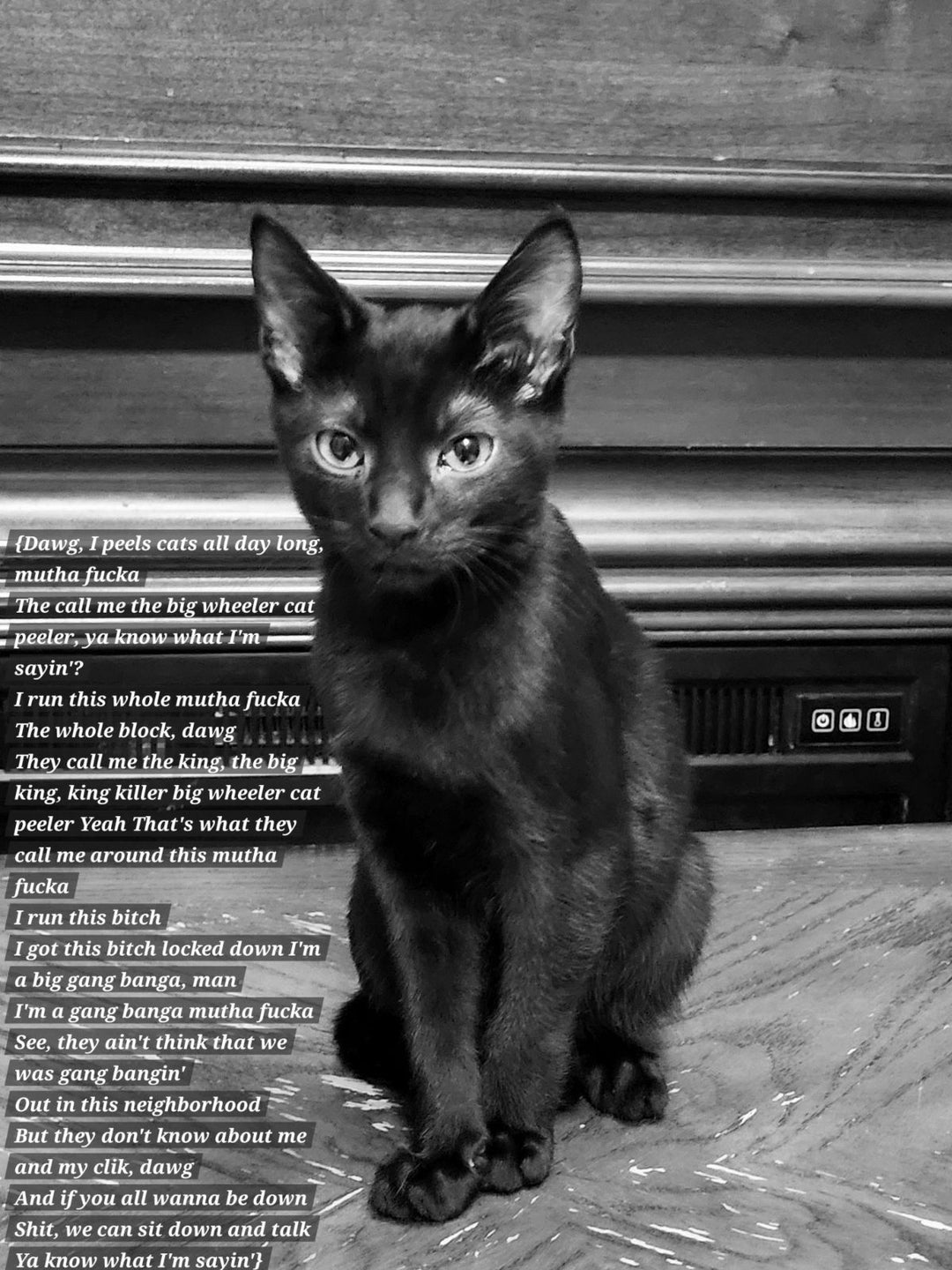 Cat-Rat - original photo