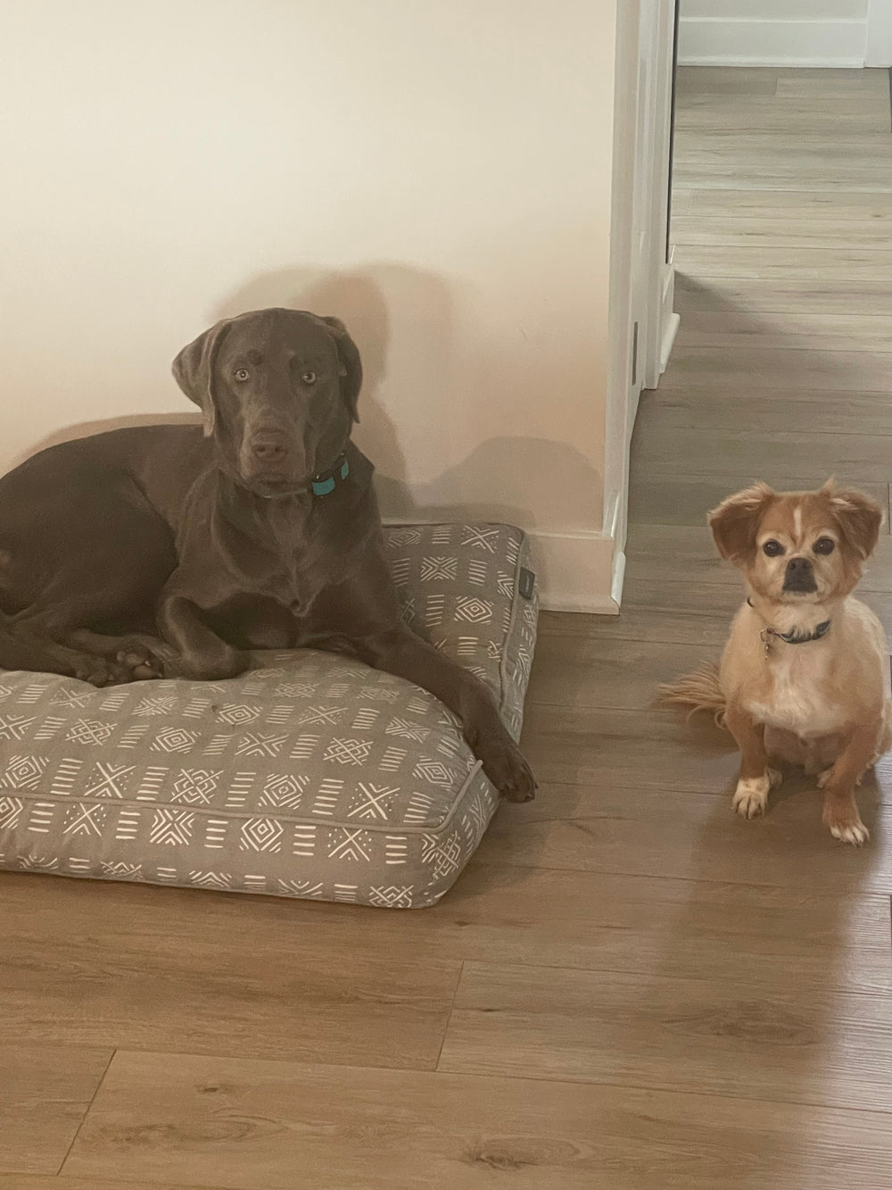 My pups!  - original photo
