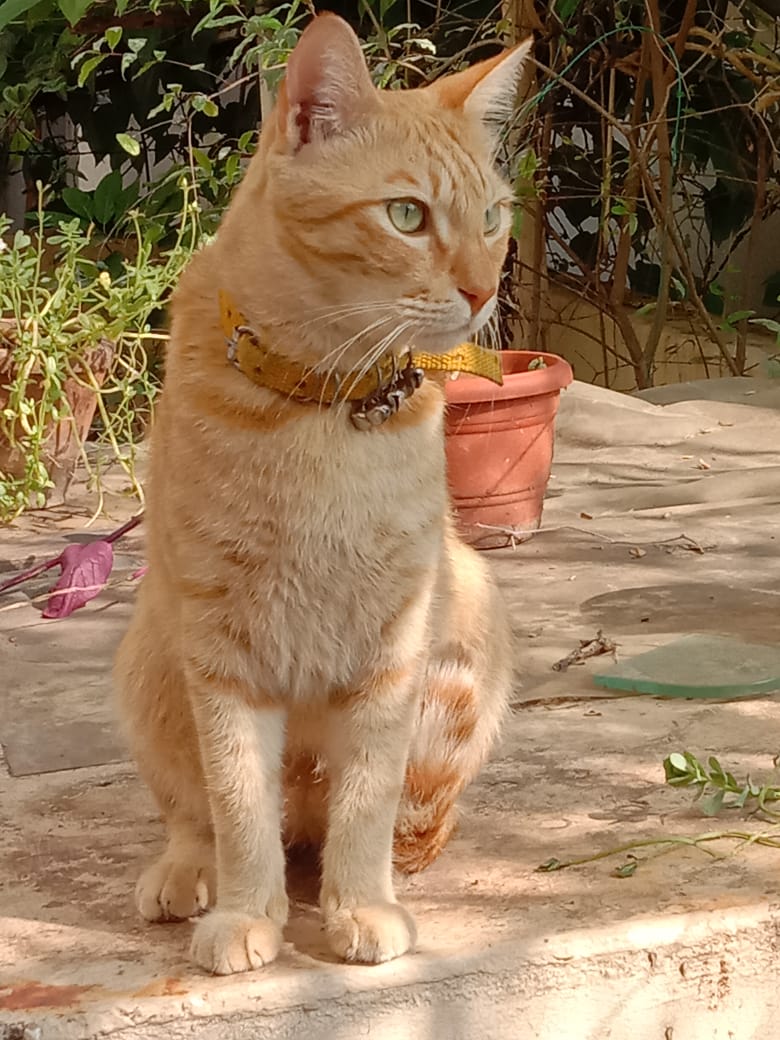 Pet cat - original photo