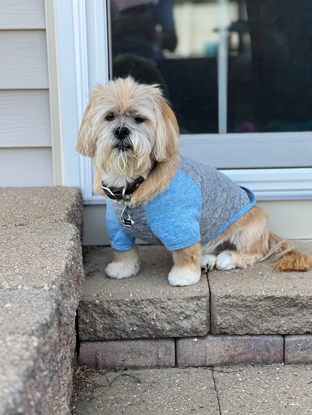 Cooper the dog - original photo