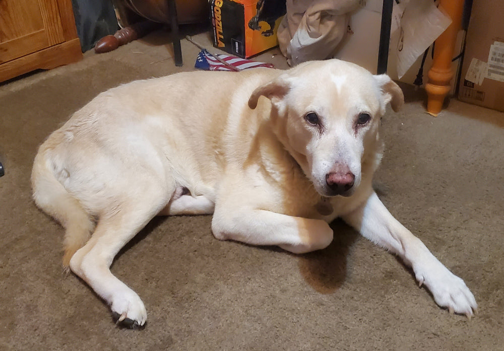 Buddy - original photo