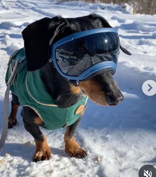 Crusoe - original photo