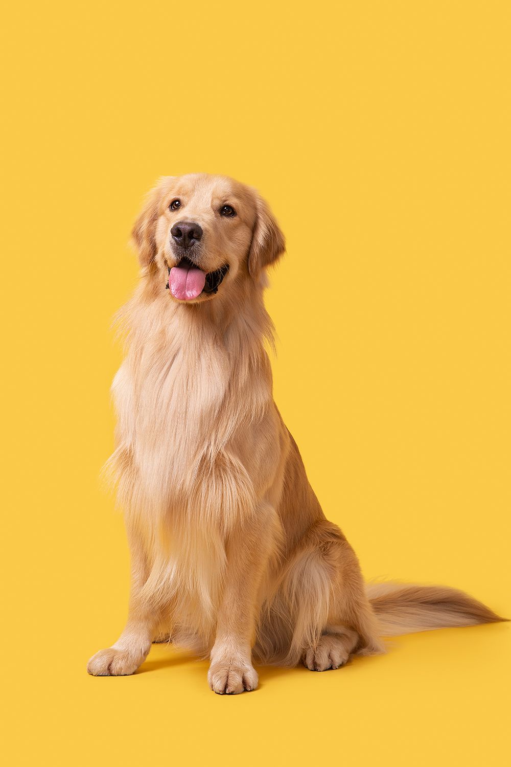 Cairo the Dog - original photo