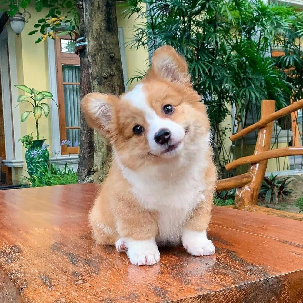 corgi - original photo