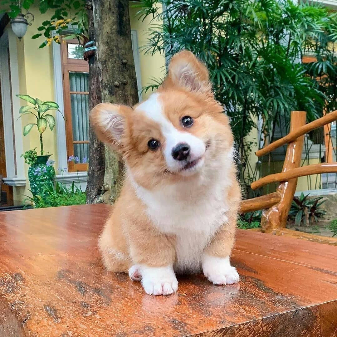 corgi - original photo