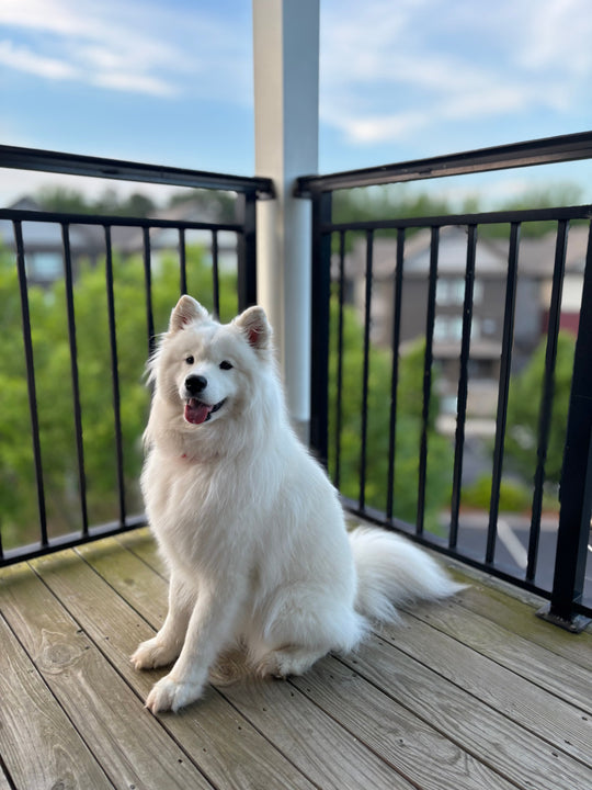 Original pet photo