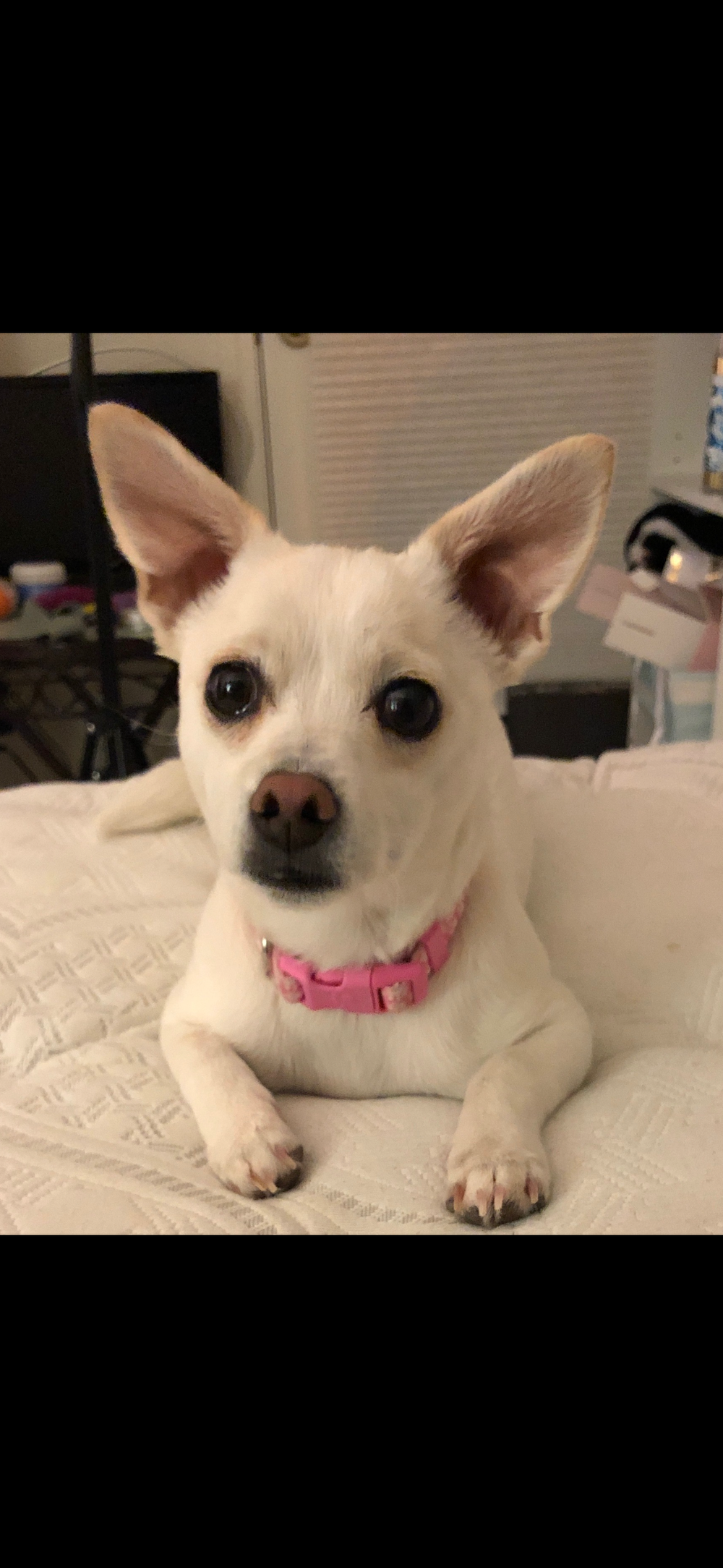 Original pet photo