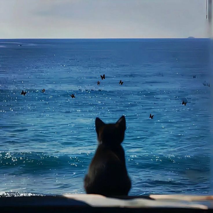 cat - original photo
