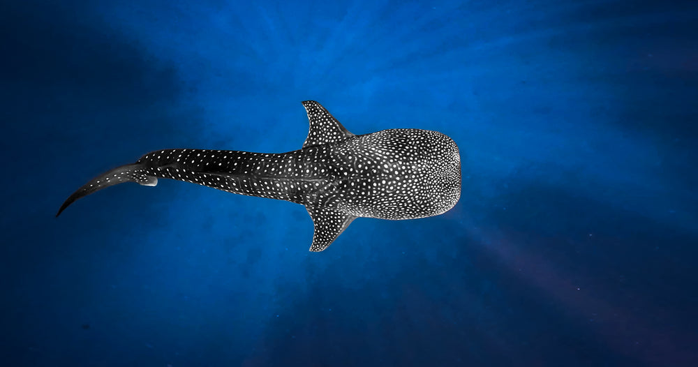 Whale shark - original photo