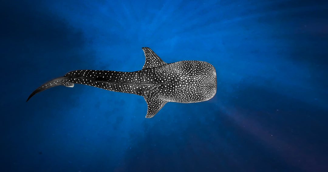 Whale shark - original photo