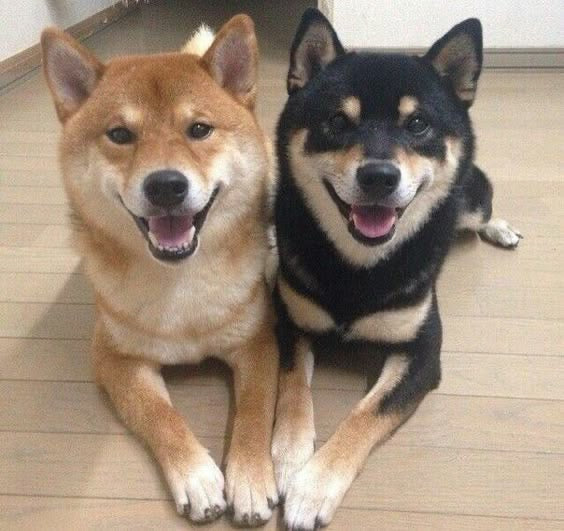 My dogs - original photo