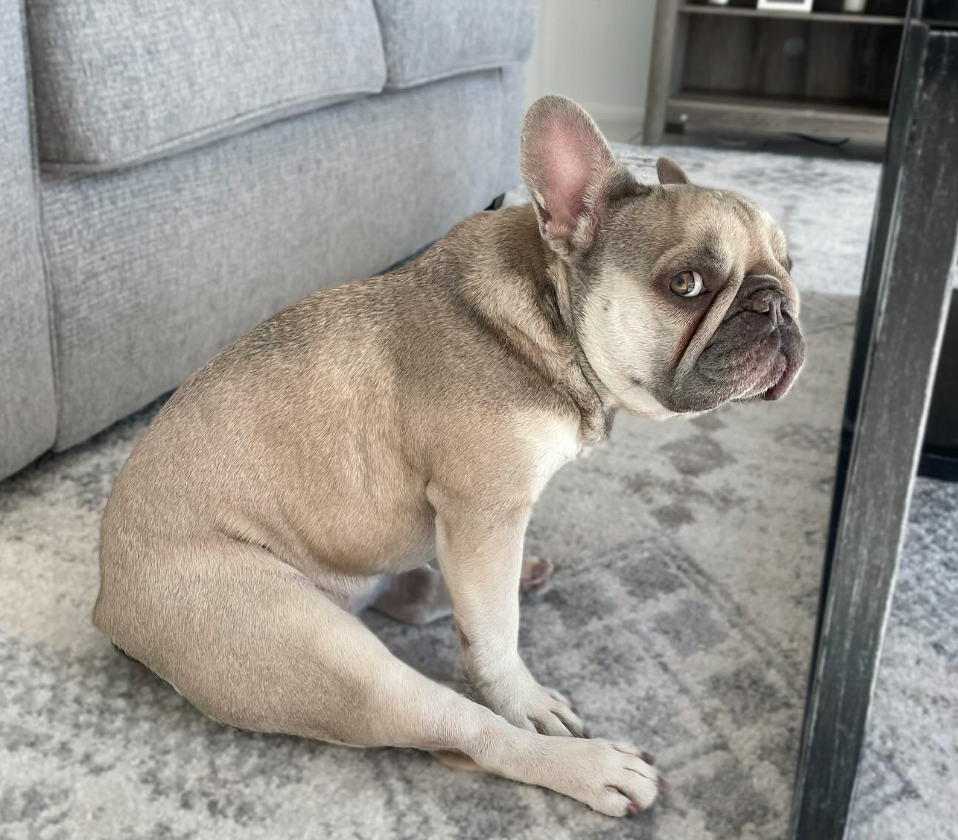 Lulu - original photo