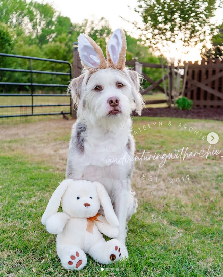 Archie - original photo