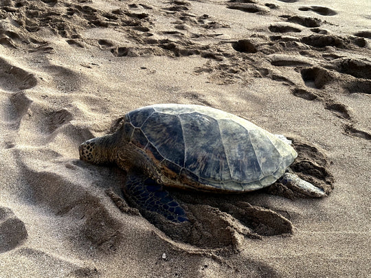Sea Turtle - original photo
