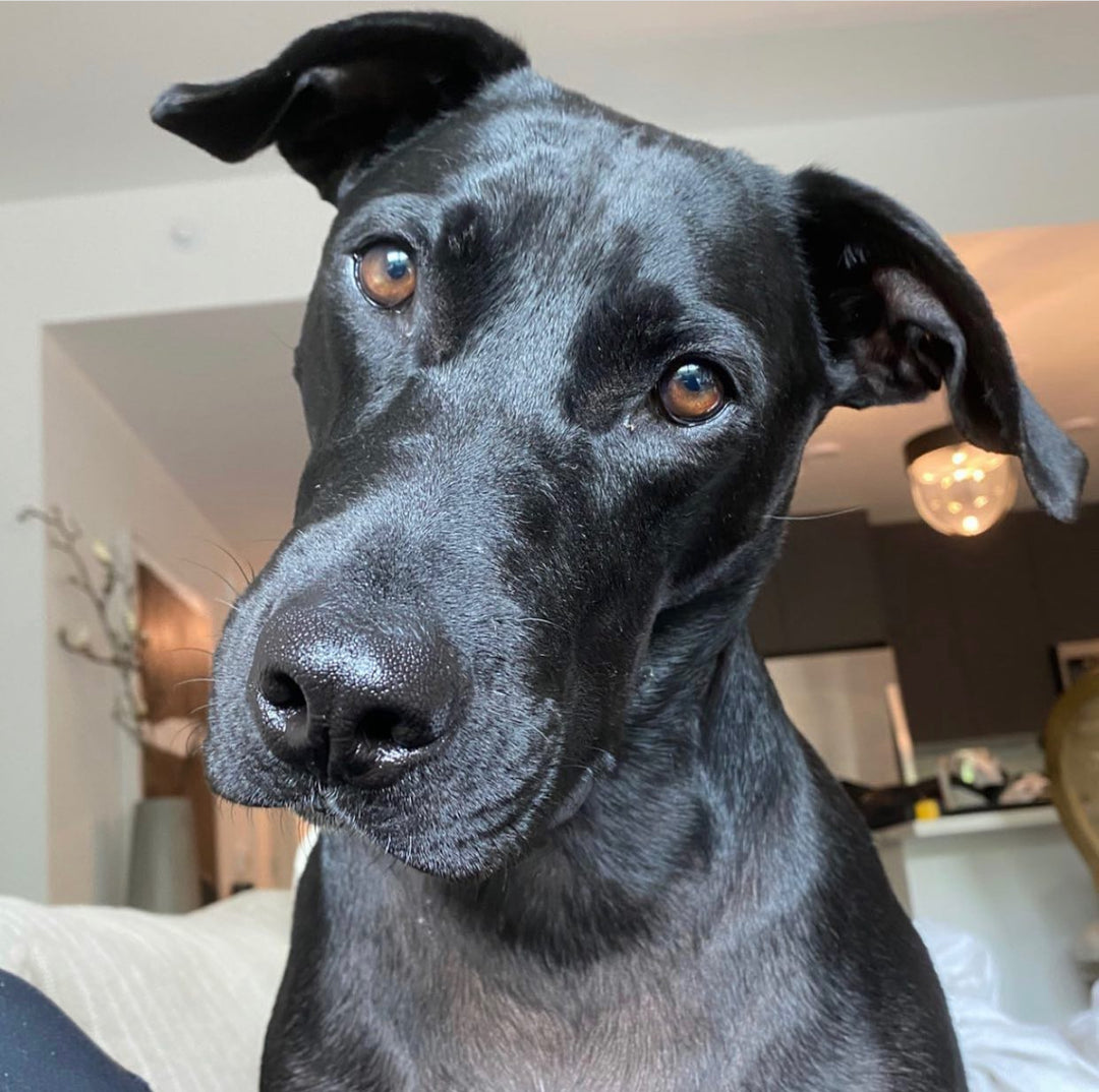 Ozzie - original photo