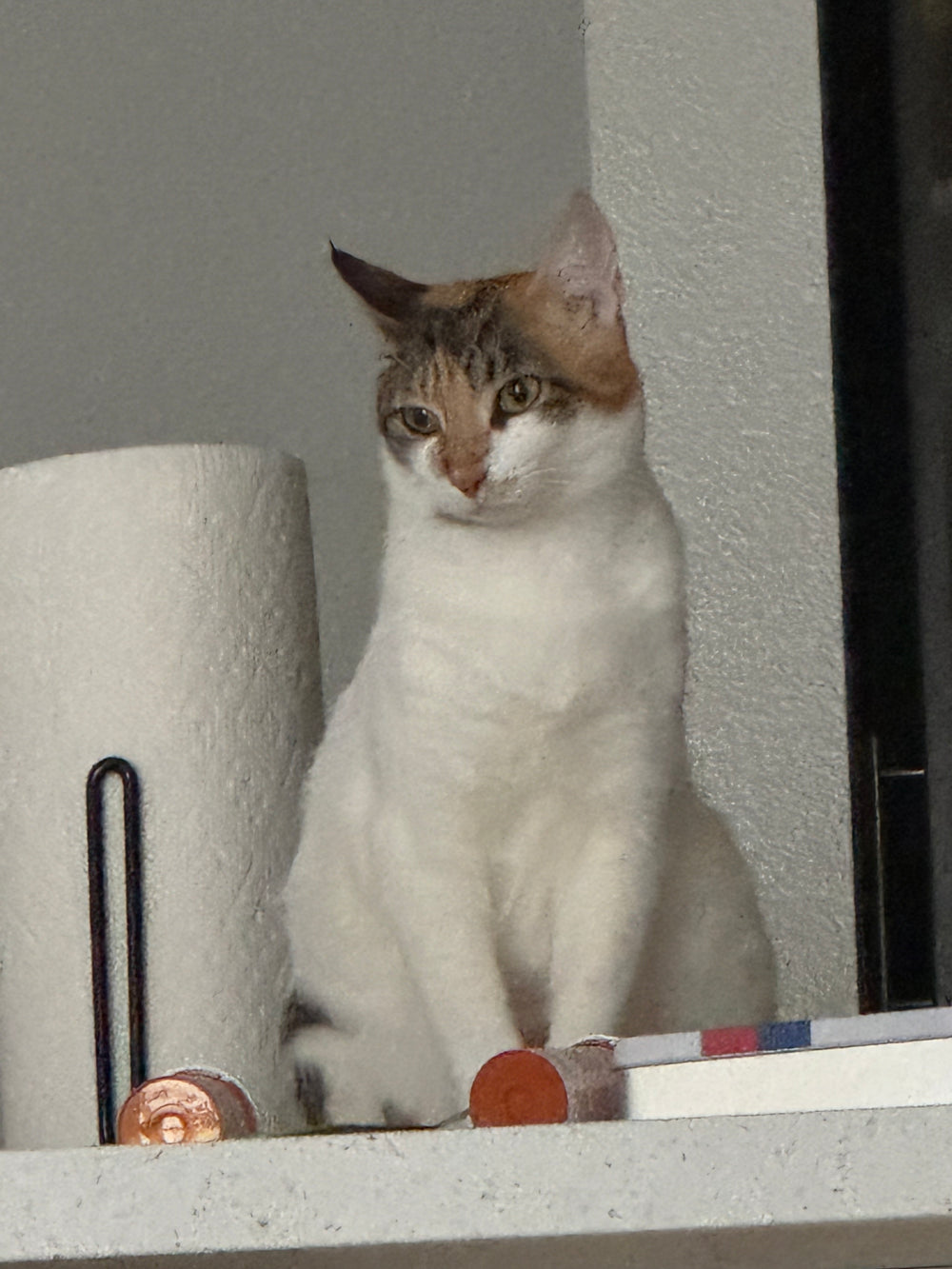 Pico - original photo