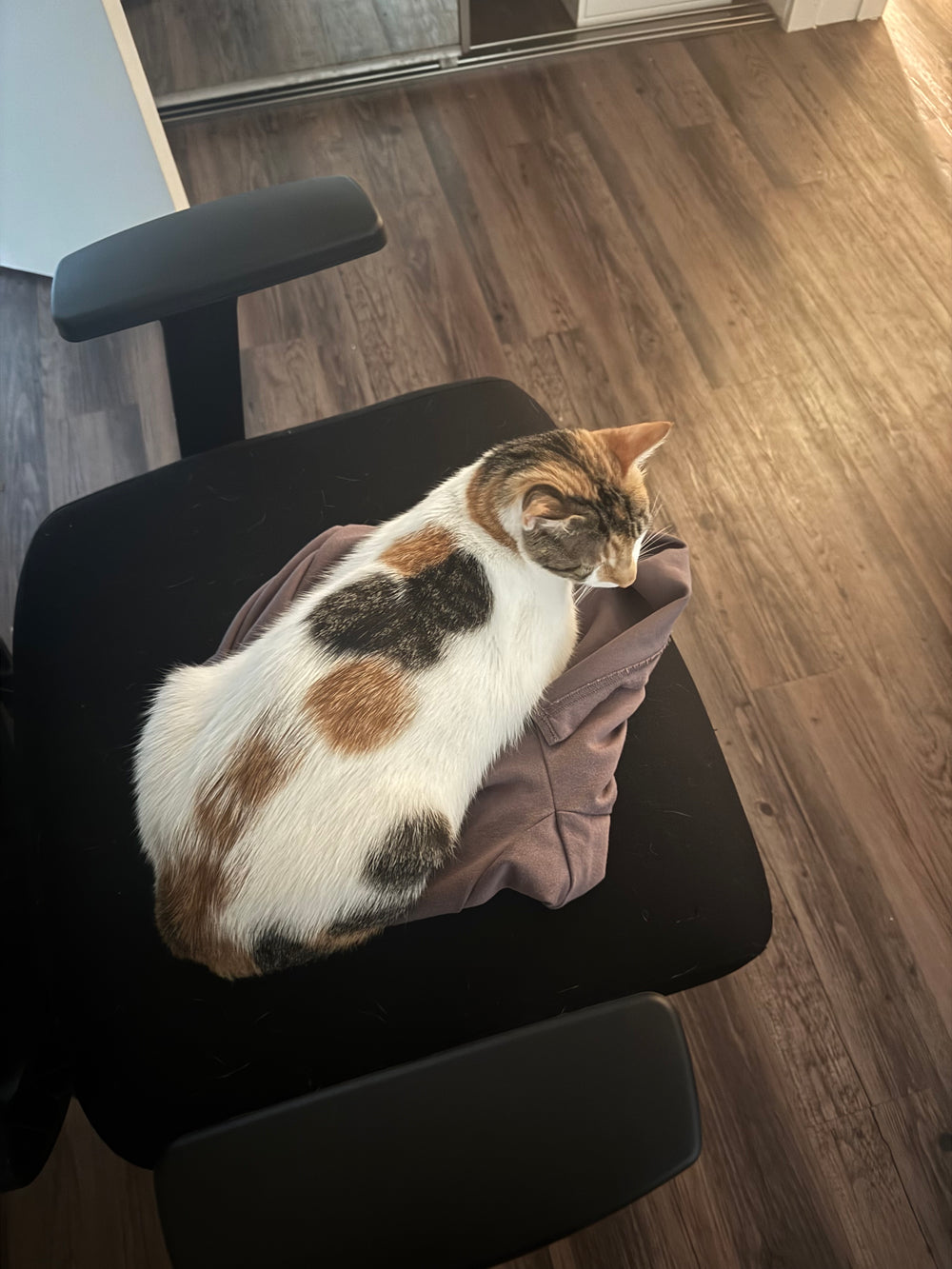 Pico - original photo