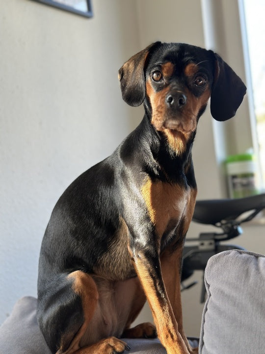 Original pet photo