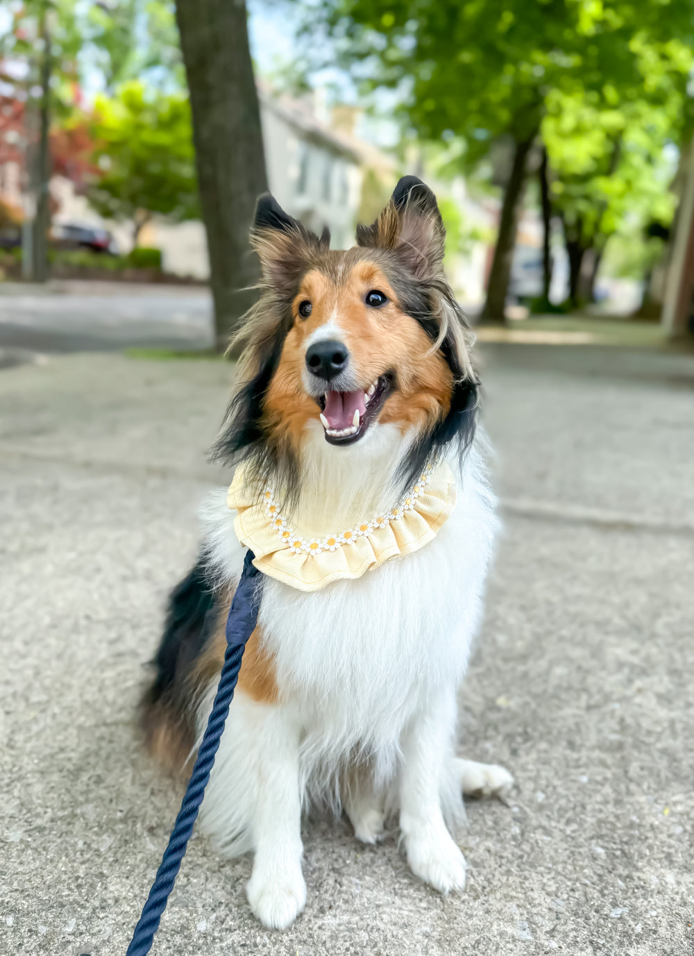 Original pet photo