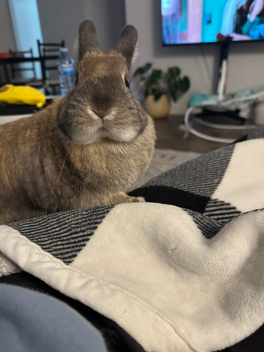 Original pet photo