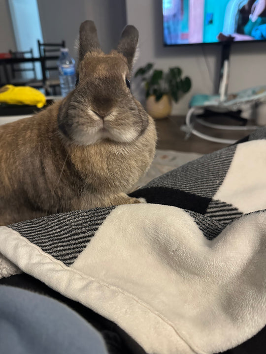 Original pet photo