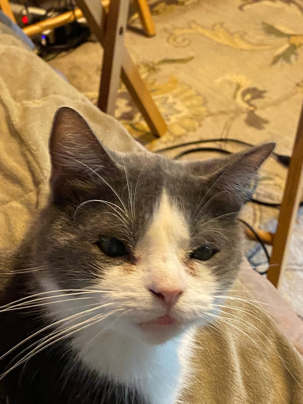 Dusty - original photo