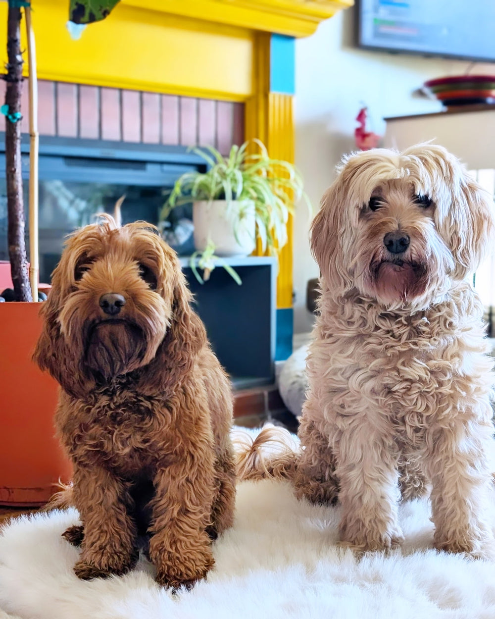Jenga and Yahtzee - original photo