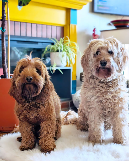 Jenga and Yahtzee - original photo