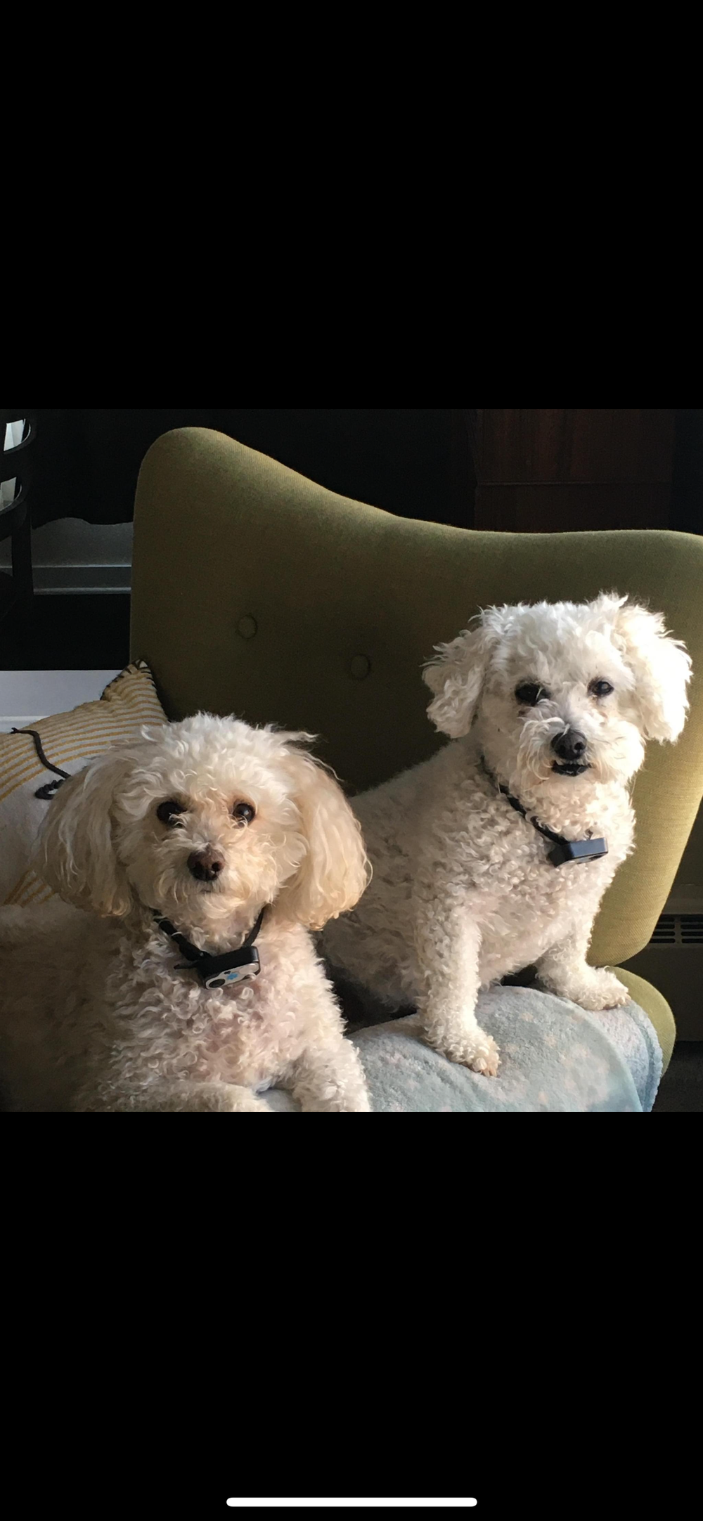 Original pet photo