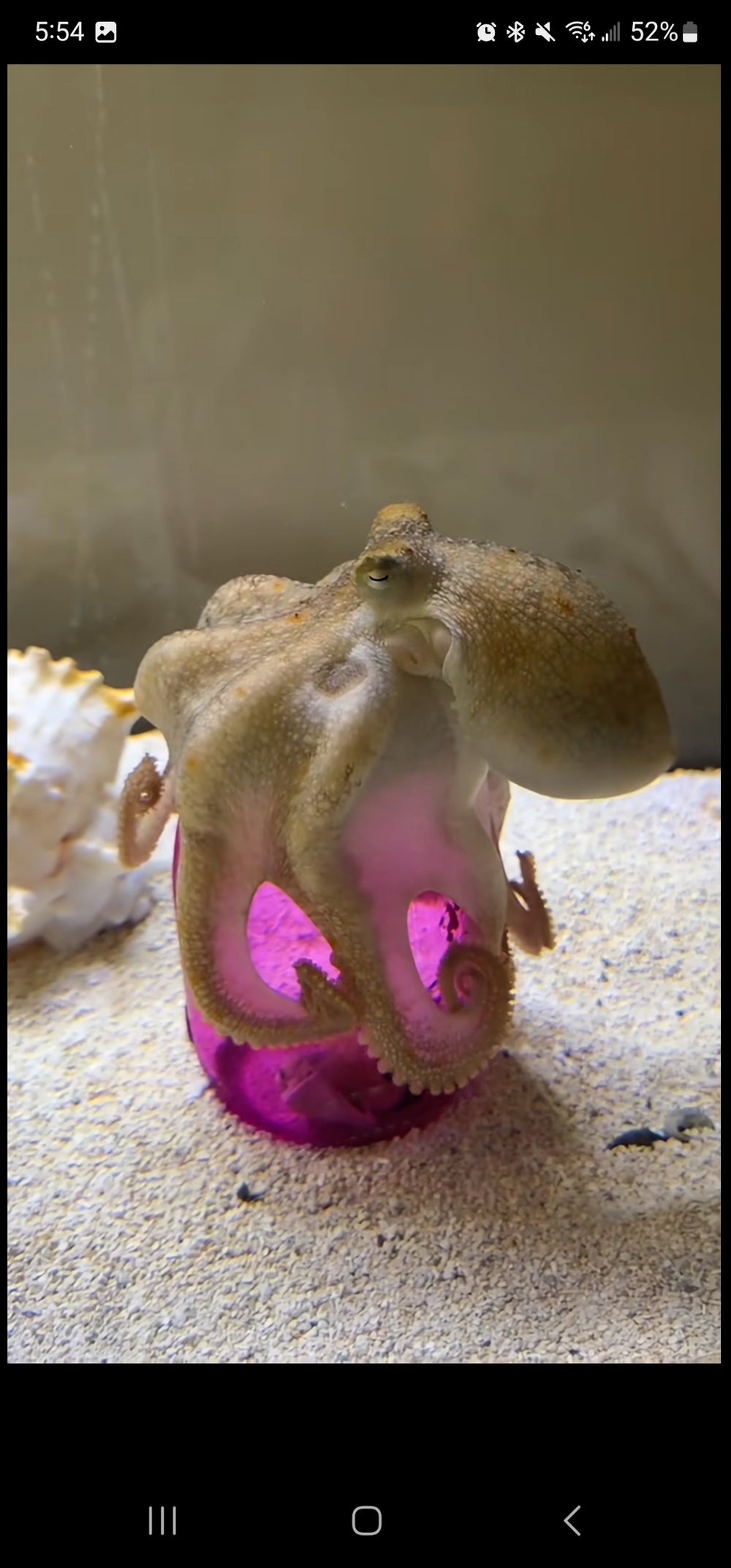 Jelly - original photo